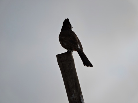 An Indian bulbul sitting on a bamboo at sunset