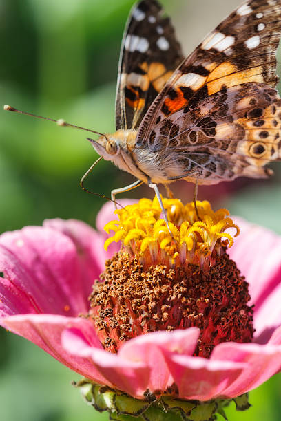 Butterfly eating in a flower