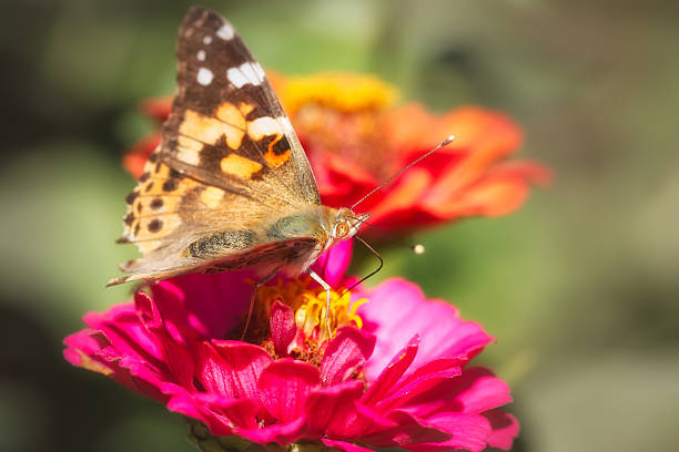 istock Butterfly eating in a flower 525343048