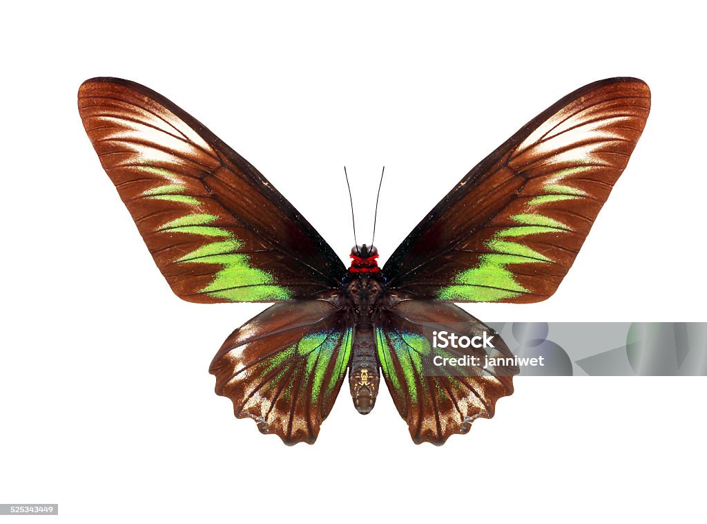 butterfly animal butterfly isolated on a white background. Animal Body Part Stock Photo