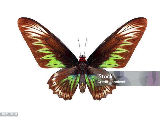 Butterfly Stock Photo - Download Image Now - Animal Body Part, Animal Migration, Animal Wing