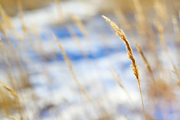 istock Herbs in winter field dry grass white snow 525343840