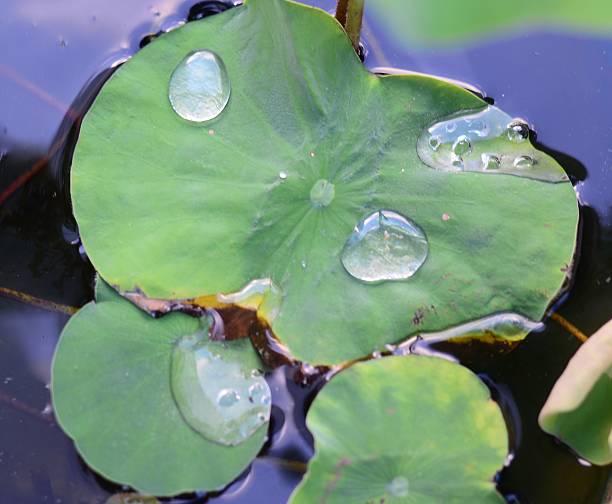 istock Drops of water on a lotus leaf 525343989
