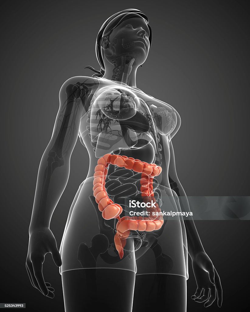 Intestino grosso humano feminino - Foto de stock de Abdome royalty-free