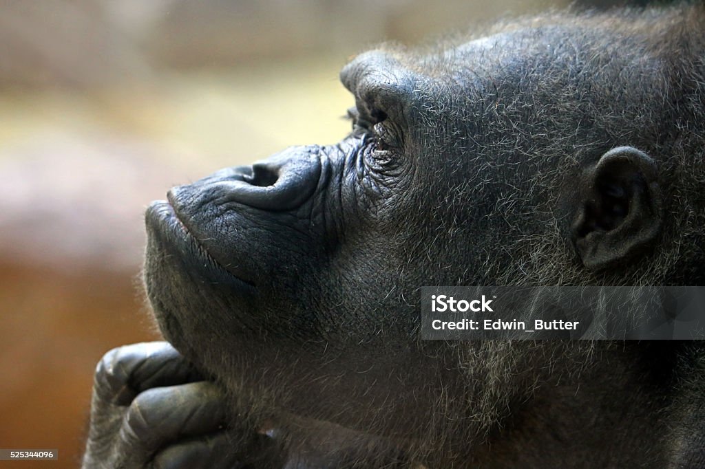 Gorila - Foto de stock de Animal libre de derechos