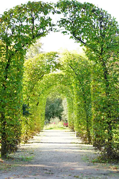 A beautiful passage in a park. The arches are reminiscent of the wedding arches that are often placed in America at weddings.
