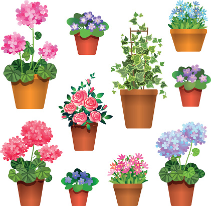 Set of  flowers in pots isolated on white. Icons for design illustration