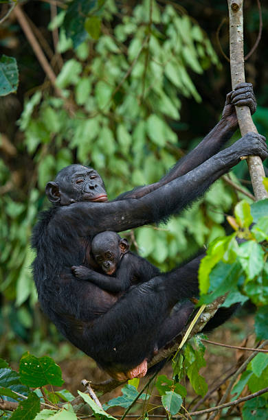 istock Female bonobo with a baby 525344576