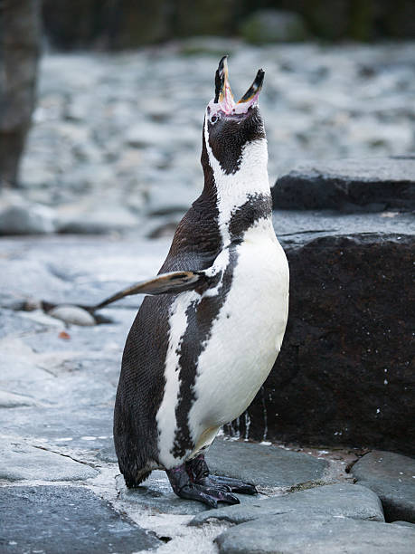 istock Screaming Humboldt penguin on rocky coast 525344614