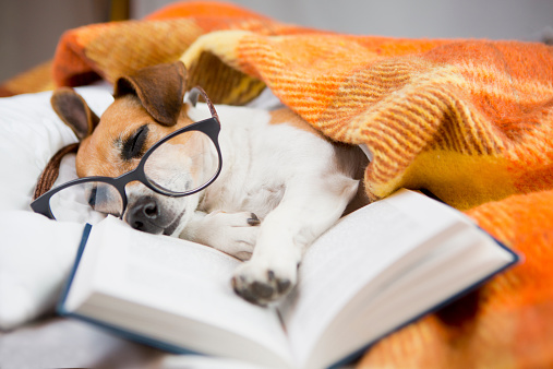 Cute dog with glasses asleep in bed reading a book