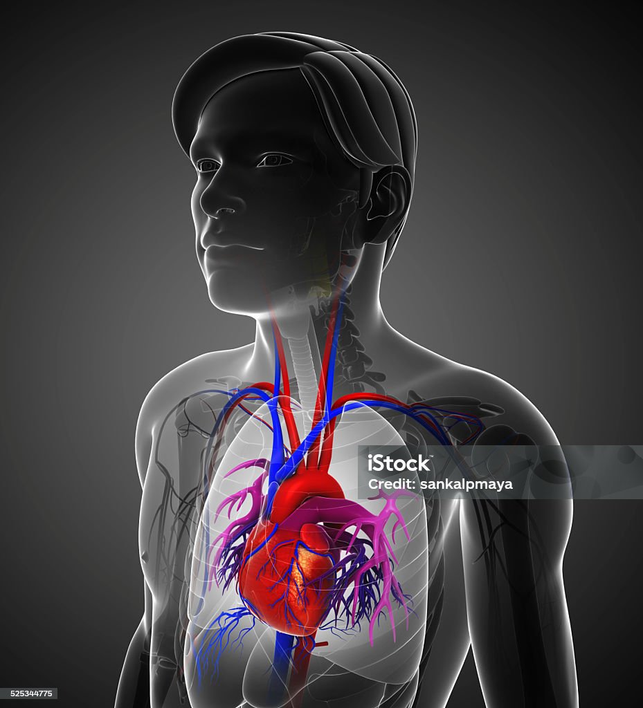 Masculino anatomia do coração - Foto de stock de Anatomia royalty-free