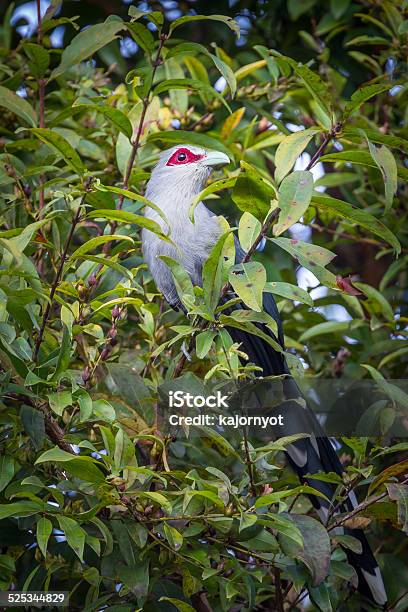 Portrait Of Greenbilled Malkoha Stock Photo - Download Image Now