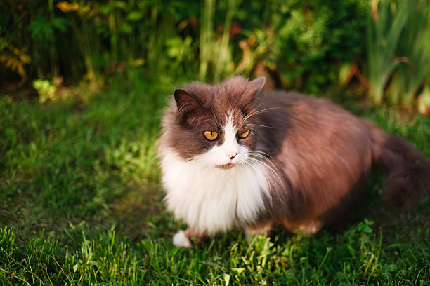 istock cat sitting on a summer floral lawn 525345113