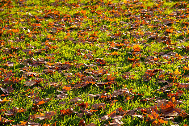 folhas no prado - fugacity imagens e fotografias de stock