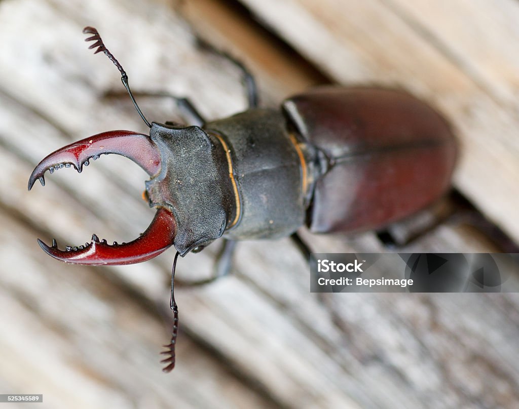 Lucanus cervus - stag beetle Close up of stag beetle - Male Lucanus cervus on dead wood Animal Antenna Stock Photo