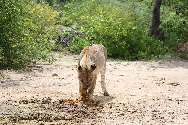 Lioness eating at the Roadside. Etosha National Park, Namibia, Africa A famous destination for safari and wildlife is the Etosha National in the Northern part of Namibia. The Park with about 22.270 square kilometres encloses the Etosha salt pan. During dry season the pan is a dry mud and salt coated lakebed, During the wet season the pan fills with a thin layer of water. After rain the scenery changes into a beautiful green landscape. Tourists watch a variety of animals like herds of Zebra, Wildebeest, Oryx, Springbok, Elephants and many more. Also a lot of lions live in the Etosha National Park. Sometimes they eat carcass at the roadside. safari animals lion road scenics stock pictures, royalty-free photos & images