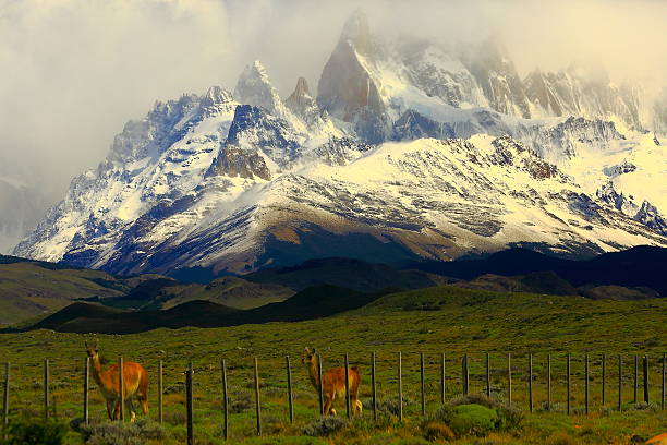 guanaco casal el chaltén, fitzroy, patagónia, argentina, los glaciares - passion mountain range mountain national park imagens e fotografias de stock