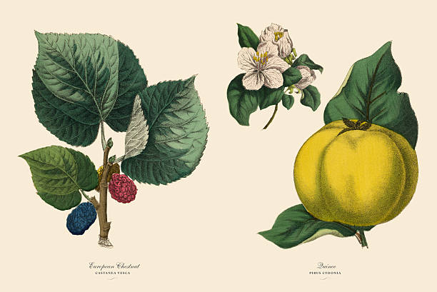 istock Victorian Botanical Illustration of Chestnut Tree and Quince Plants 525348808