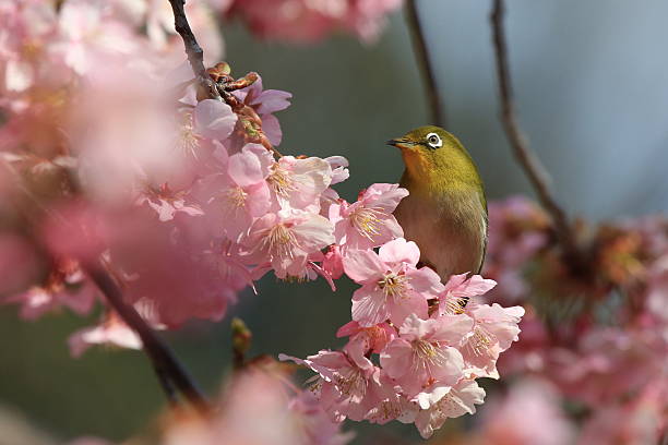 istock Japanese White-Eye with Cherry Blossom 525349104