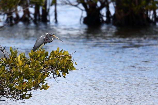 istock Tricolored heron standing on a bush over a marsh 525349934