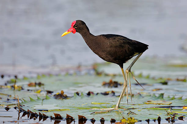 istock Wattled Jacana Walking on a Lily Pad - Panama 525350104