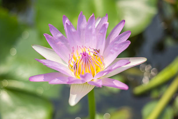 istock Lotus or water lily 525350280