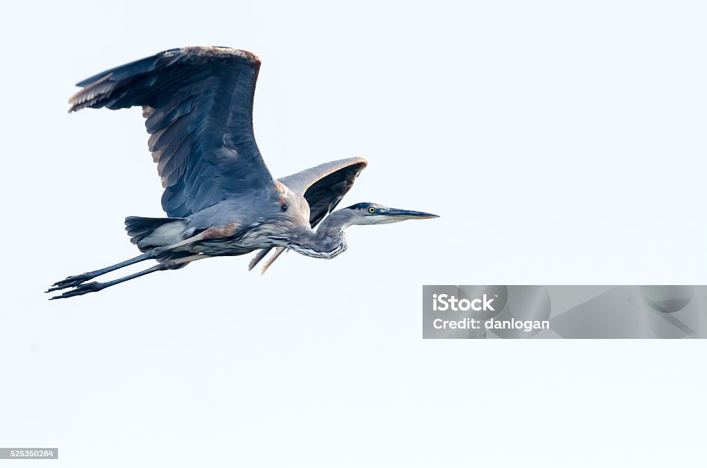 The Great Blue Heron in Massachusetts: Facts And Insights