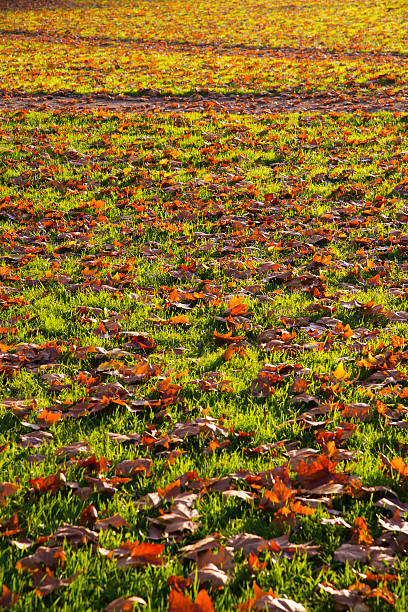 folhagem outono - fugacity imagens e fotografias de stock