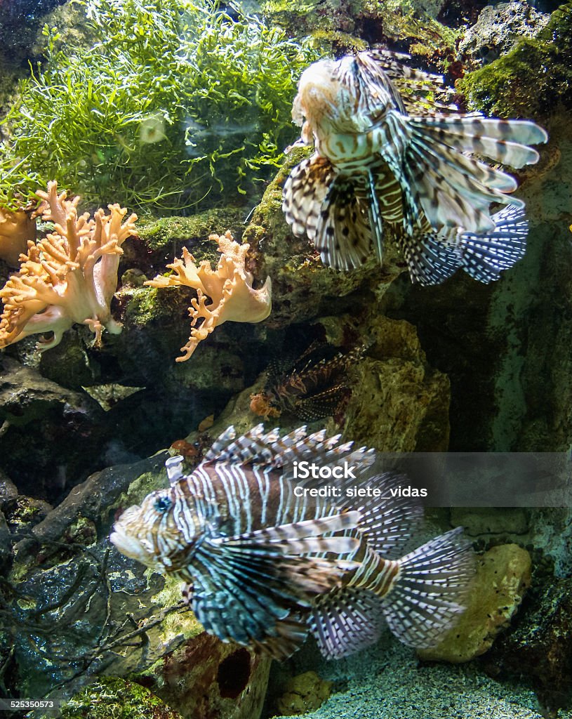 Flossenfleck-Zwergfeuerfisch oder Broadbarred firefish oder Pterois antennata - Lizenzfrei Alge Stock-Foto Flossenfleck-Zwergfeuerfisch oder Broadbarred firefish oder Pterois antennata - Lizenzfrei Alge Stock-Foto