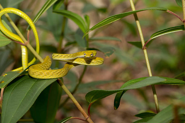 istock Beautiful Ahaetulla snake in Borneo. 525350601
