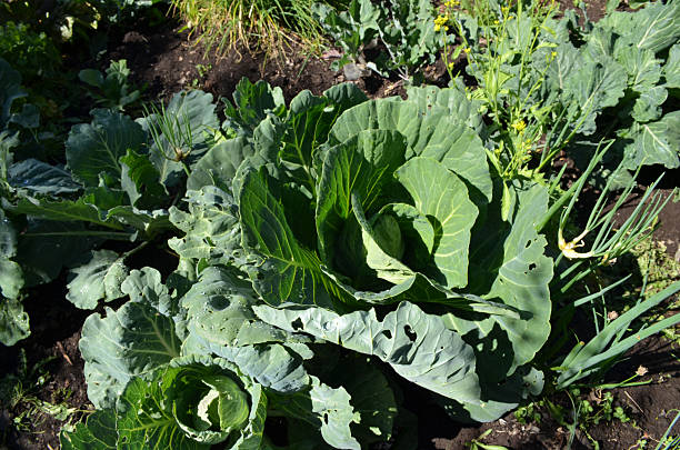 istock Broccoli growing at organic orchard in Argentina 525350644