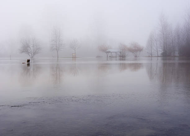 mgła nad zalana park - duvall zdjęcia i obrazy z banku zdjęć