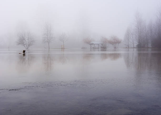 nevoeiro sobre inundado parque - duvall - fotografias e filmes do acervo