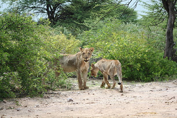 Lioness in Etosha National Park, Namibia, Africa A famous destination for safari and wildlife is the Etosha National in the Northern part of Namibia. The Park with about 22.270 square kilometres encloses the Etosha salt pan. During dry season the pan is a dry mud and salt coated lakebed, During the wet season the pan fills with a thin layer of water. After rain the scenery changes into a beautiful green landscape. Tourists watch a variety of animals like herds of Zebra, Wildebeest, Oryx, Springbok, Elephants and many more. Also a lot of lions live in the Etosha National Park. Sometimes they eat carcass at the roadside. safari animals lion road scenics stock pictures, royalty-free photos & images