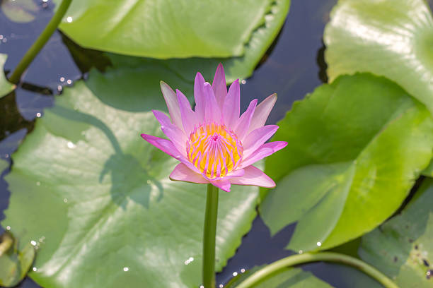 istock Lotus or water lily 525351300