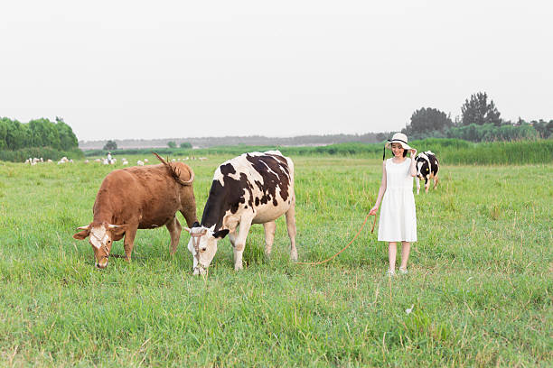 china beautiful rural girl in green pastures, grazing cattle and sheep.