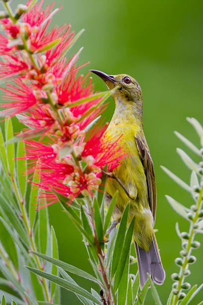 istock Portrait of Plain Sunbird 525351549