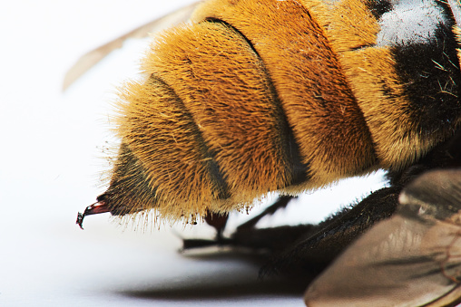 Single bee on a honey comb.