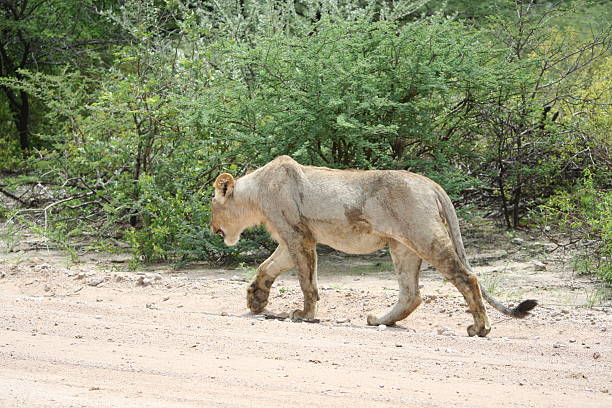 Walking Lioness in Etosha National Park, Namibia, Africa A famous destination for safari and wildlife is the Etosha National in the Northern part of Namibia. The Park with about 22.270 square kilometres encloses the Etosha salt pan. During dry season the pan is a dry mud and salt coated lakebed, During the wet season the pan fills with a thin layer of water. After rain the scenery changes into a beautiful green landscape. Tourists watch a variety of animals like herds of Zebra, Wildebeest, Oryx, Springbok, Elephants and many more. Also a lot of lions live in the Etosha National Park. Sometimes they walk at the roadside. safari animals lion road scenics stock pictures, royalty-free photos & images