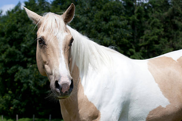 istock Palomino horse looking to camera 525351827