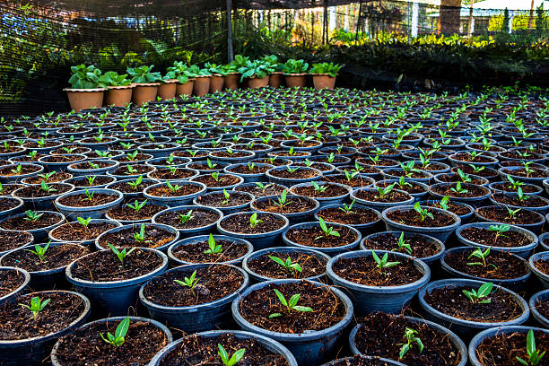 istock Garden planting flowers. 525352234