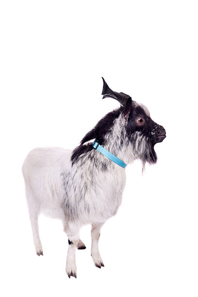 gray dvarf cabra em branco - crossbreeding - fotografias e filmes do acervo
