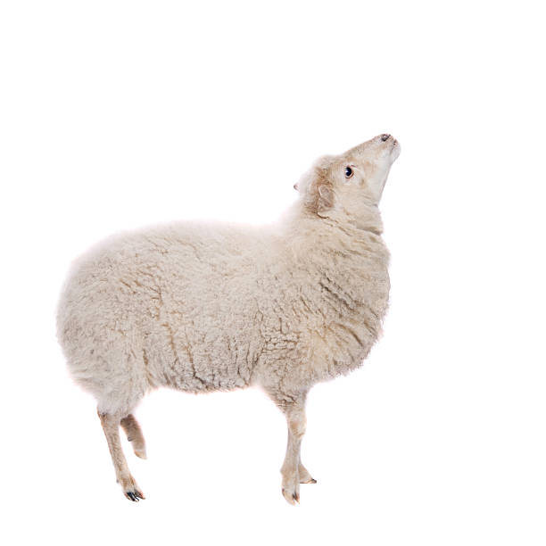 retrato de ovinos no chapéu de natal em branco - crossbreeding - fotografias e filmes do acervo