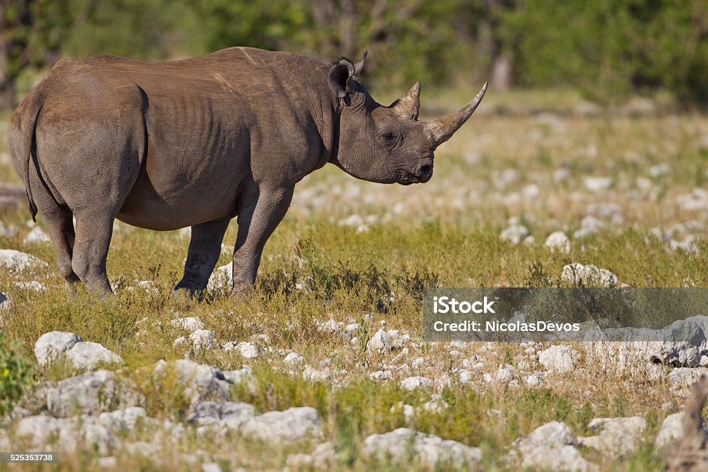 Endangered Black Rhinoceros Black Rhinoceros, Southern Africa.  Africa Stock Photo