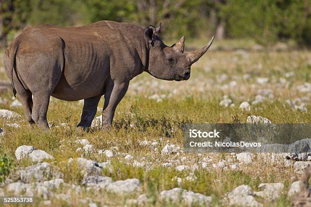 Endangered Black Rhinoceros Stock Photo - Download Image Now - Africa, Animal Wildlife, Animals In The Wild