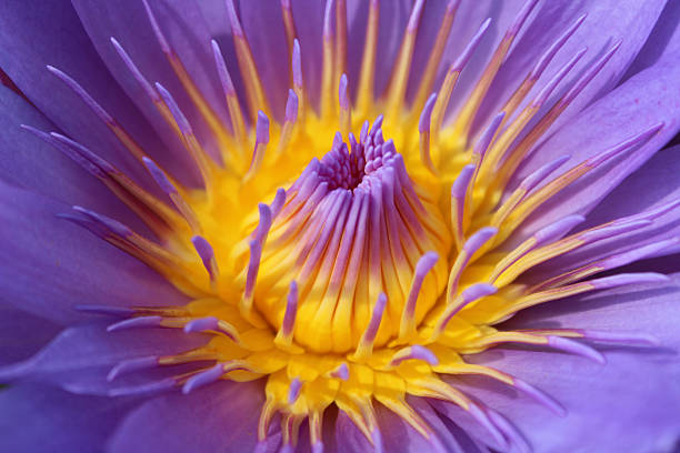 istock Pollen of Water Lily 525354524