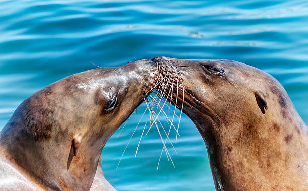 California Sea Lions touch Noses in Affectionate Embrace Two California Sea Lions Share a Moment of Affection in Santa Cruz, California sea lion photos stock pictures, royalty-free photos & images