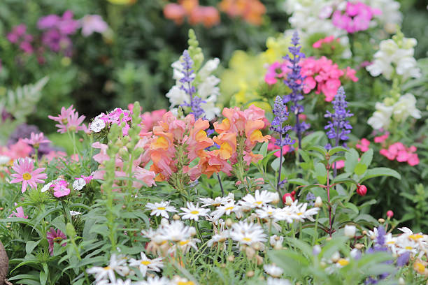istock flower beds in formal garden 525354990