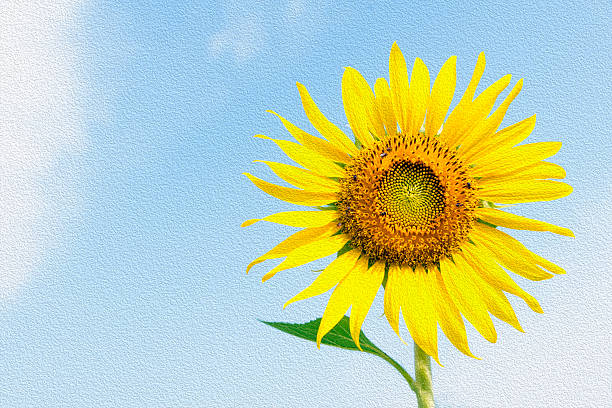 istock Sunflower and the sky 525355036