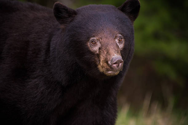 istock Close up of a wild Black Bear 525355112